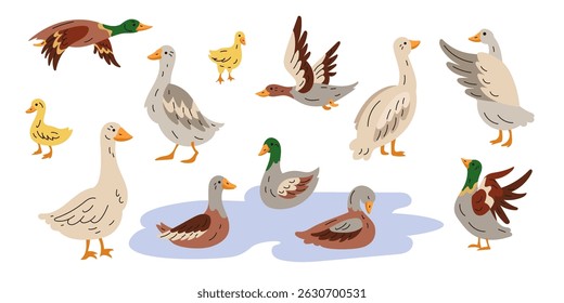 Icon duck, goose. Cute farm bird animal. Character poultry mallard. Domestic agriculture with wings swimming. Flying duckling family. Cartoon flat style isolated illustration. Vector tidy character