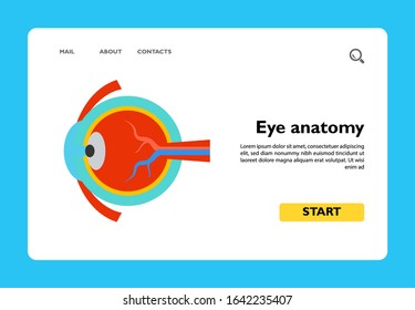 Icon of eye anatomy. Iris, looking, cornea. Oculist concept. Can be used for topics like vision, ocular research or eyeball