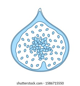 Icon Of Fig Fruit In Ui Colors. Thin Line With Blue Fill Design. Vector Illustration.