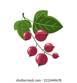 Icon of fresh red currant isolated on white background. Red ribes symbol, logo illustration.