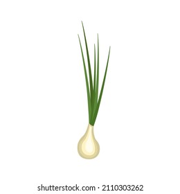 Icon of fresh and spring onion isolated on white background.  Green onion symbol, logo illustration.