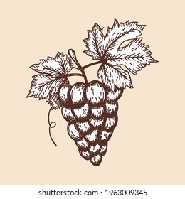 Icon Of Grape. Hand Drawn Sketch. Retro Vintage Design. Vector Illustration.