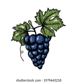 Icon Of Grape. Hand Drawn Sketch Design. Vector Illustration.