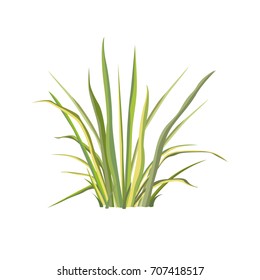 Icon of grass. The grass on a white background.