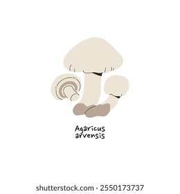 Icon of horse mushroom. Agaricus arvensis with name. Edible bolete, autumn raw boletus. Forest fungus for eating. Fall harvest of woodland. Flat isolated vector illustration on white background