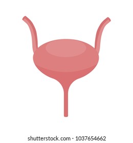 Icon of human bladder, the internal organs of man. Vector Illustration.