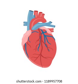 Icon of the human heart anatomy. The Heart of Man. The human internal organ of the heart. Vector illustration.