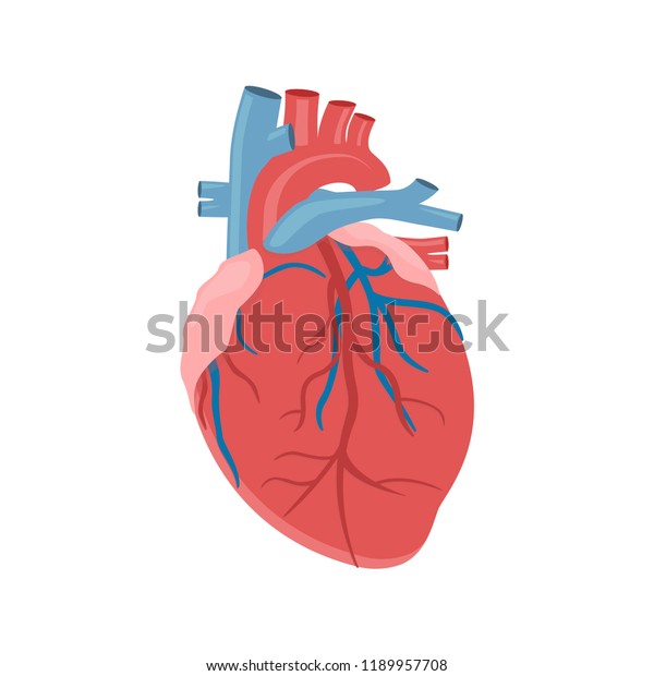 Icon Human Heart Anatomy Heart Man Stock Vektorgrafik