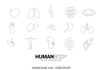 para la parte humana y orgánica. Concepto para el departamento hospitalario y saludable.