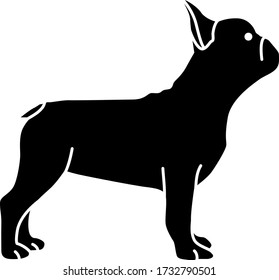 An icon illustration of a French Bulldog