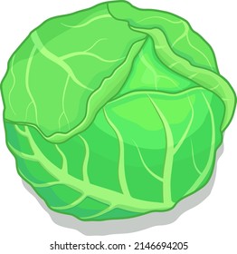 Icon image of cabbage in casual style