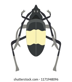 
Icon of a insect having four legs and antenna depicting water bug
