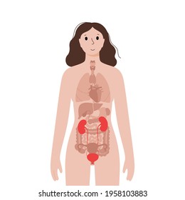 Icon of kidney and bladder in human body. Isolated woman silhouette. Excretory system concept. Examination of female internal organs. Anatomical poster flat vector illustration for clinic or education