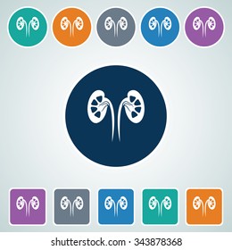 Icon of Kidneys in Multi Color Circle & Square Shape. Eps-10.
