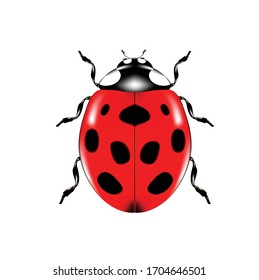 Icon ladybug or lady bird on white background. Red ladybug, Insect beetle, Symbol of nature. Isolated on white background.