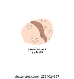 Icon of Langermannia or Calvatia gigantea. Giant puffball with name. Edible mushroom with round shape. Raw forest fungus. Fall boletus, bolete. Flat isolated vector illustration on white background