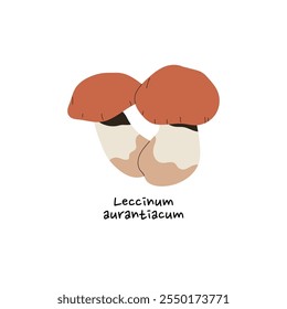 Icono de Leccinum Aurantiacum. Seta comestible de bosque con tapa roja. Hongos del bosque con nombre. Boletus de otoño, tallo de escabeche para la comida. Bolete de otoño. Ilustración vectorial aislada plana sobre fondo blanco