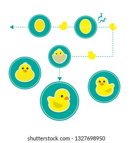 Icon little duck on white background