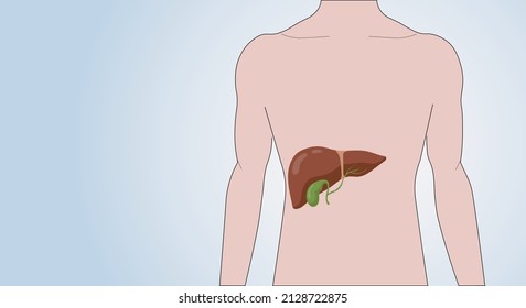 Icon of the liver in the human body. Male anatomical silhouette with internal organ. Medical anatomical poster for clinic or education. Copy space. Vector illustration
