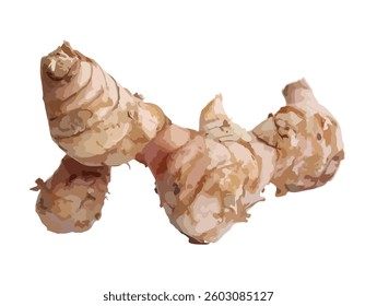 icon logo sign food art design element Galangal Rhizomes Root Herb raw Illustration Isolated White Background
