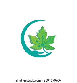 icon of a maple leaf. raster illustration, background logo template.