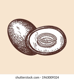 Icono De Melón. Esbozo dibujado a mano. Diseño retro vintage. Ilustración vectorial.
