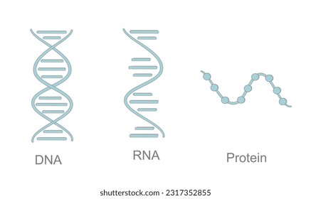 The icon of molecular biology : DNA, RNA and Protein