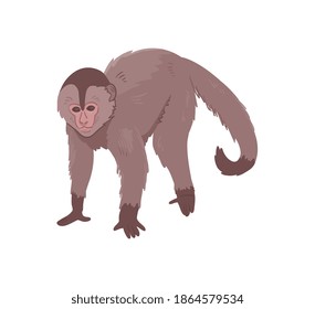 Icon of monkey. Big ape with large ears, brown fur and light face. Wild African monkey. Zoo or wildlife theme. Cartoon vector illustration isolated on white background