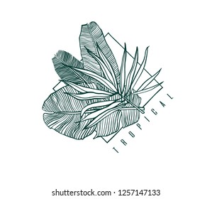 Icon with palm and banana leaf. Outline drawing of tropical leaves. Nature label with exotic foliage. Vector illustration.