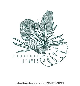 Icon with palm, monstera and banana leaf. Outline drawing of tropical leaves. Nature label with exotic foliage. Vector illustration.