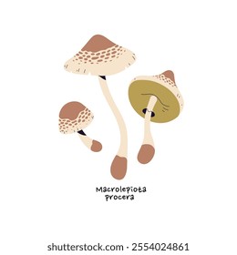 Icon of parasol mushroom. Macrolepiota procera with name. Edible bolete, forest fungus with patterned cap. Raw woodland boletus for eating. Flat isolated vector illustration on white background