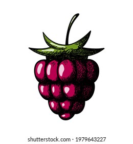 Symbol von Himbeere. Handgezeichnetes Sketch-Design. Vektorgrafik.