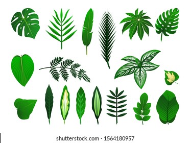 Icon set of different tropical plants leaves. Palm, monster, banana. Vector isolated illustration. As template for graphic design, pattern, wallpaper for web