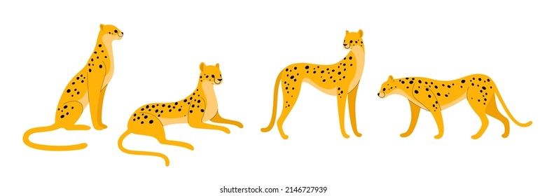 С conjunto de iconos heetah. Diferente tipo de gato salvaje. Ilustración vectorial para impresiones, ropa, embalaje, pegatinas.