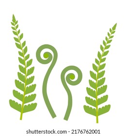 Icon set of fern leaves and fiddlehead on white background.