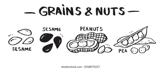 icon set of Grains and Nuts categories, hand drawn, vector illustration. (Sesame, Black sesame, Peanut, Green pea)