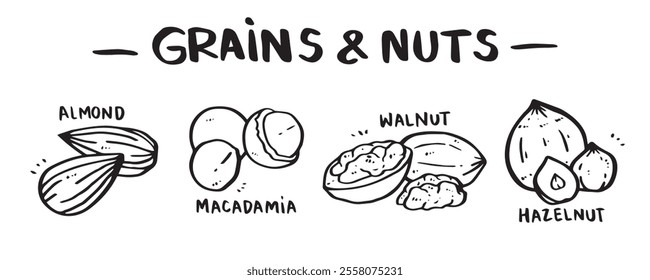 icon set of Grains and Nuts categories, hand drawn, vector illustration. (Almond, Macadamia, Walnut, Hazelnut)