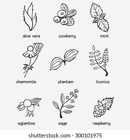 Icon set - medical herbs and berries. Aloe vera, cowberry, mint, chamomile, plantain, licorice, eglantine, sage, raspberry 