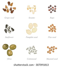 Icon set of oil seeds and oil fruits / Solid fill set of oil seeds and olives
