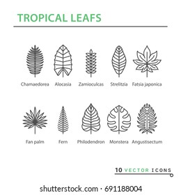 Icon Set - Tropical Leaf. EPS 10 Isolated Object