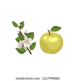 Icon set of yellow or green apple and branch with flowers, buds and leaves. Whole fruit. Food for nutrition and decoration. Sweet snack. Vector flat illustration