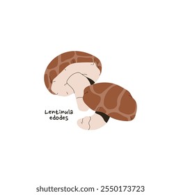 Icono de Shiitake, Lentinula edodes. Seta de bosque negro con nombre. Bolete comestible con tapa estampada. Boletus crudo, hongos orgánicos para comer. Ilustración vectorial aislada plana sobre fondo blanco