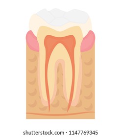 
An icon showing internal and external structure of tooth
