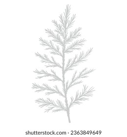 Icon of spruce, fir, cedar or pine twig. Winter coniferous plants for Christmas cards, decorations