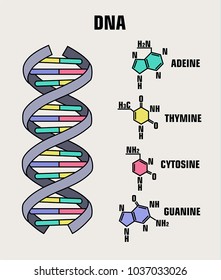 Icon Structure Dna Molecule Spiral Deoxyribonucleic Stock Vector ...