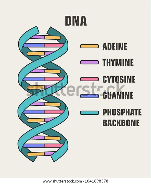 Icon Structure Dna Molecule Spiral Deoxyribonucleic Stock Vector ...