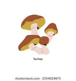 Icon of Suillus with name. Autumn forest fungus. Edible mushrooms, raw boletus for eating. Fall woodland nature. Little bolete with cap, stipe. Flat isolated vector illustration on white background