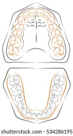 Icon teeth model