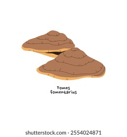 Icon of tinder or hoof fungus with name. Fomes fomentarius. Inedible mushroom on tree. Poison boletus on forest plant. Venomous fungi, bolete. Flat isolated vector illustration on white background