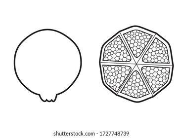 icon vector line art two punica granatum fruit with slice